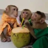 Más Monkys 🐵 6