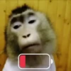 🙈Reacciones de Monos/Monkeys🙉 6