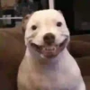 GIFs de Cachorros Reações 3 🐶 6