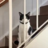 🔥 TIKTOK RAMDON 1.6📱 7