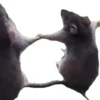 Animais em movimento 13