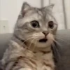 Kucing lucu 8