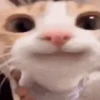 Gatos 10