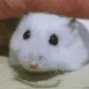 Hamster gifs baixa qualidade  22