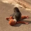 Punch monito 🙈 peluche 🧸 17