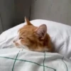 Cats and dogs 29