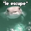 Moods Animalitos 10