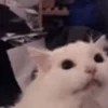 Random Cat's🐱🐾 8