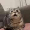 FuNnY CaTs ✨🐱 6