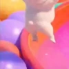 Pibble perro Tiktok 😎 17