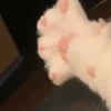 🐾 Gatos ramdon 2 🐈 6