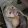 Monkey See, Monkey Do