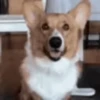 Reações do cão 23