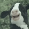 Vaca bailando 🐮 16