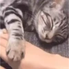 Gatos com Amor 4 😻❤️ 4