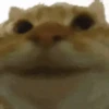GATOS ANIMADOS 😭 10