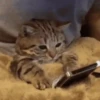 Cat🍀 7