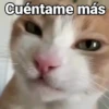 🤎Gatitos con Frases⓷🐈‍⬛😼 8