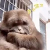 Macaquinhos com sono 11
