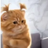 Michis Tóxicos Vol. 1 🐱💣 2