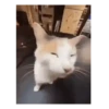 Gatito sacando la lengua 💋😝 8