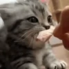 Cute Cat's 🐱🐾❤️ 12