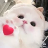 【小红书] 小红书号:kiyonus