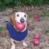 🐕 Apple Dog Perro con🍎 13