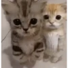Gatos  24