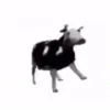 Animais em movimento 10