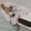 Reações do cão 10