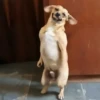 Perritos con actitud 2 📲🐕 6
