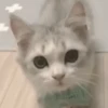 💙🐱Michitos reacciones🐱💙 14