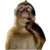 Macaco | Reações  7