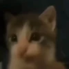 🌈🐈Reaccion Gatos Pal Chat🐈‍⬛🌈 6