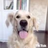 Perritos bailando pal chat 🤣 13