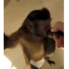 Monitos  7