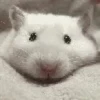 Hamster gifs baixa qualidade  9