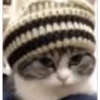 😼Michis Gatos Random 🐱🐈 13