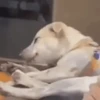 GIFs de Cachorros Reações 3 🐶 8