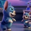 🐶 Perro Pibble TikTok  10