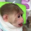 🧿Monkey🐒Changuitos🐵 17