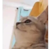 CAT 🩷 8
