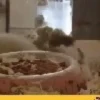 Hamster gifs baixa qualidade  14