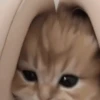 😽 Gatitos Que Necesitas 2 😻 14