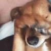 Cachorro Tímido