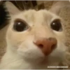 Gatos para tus chats  14