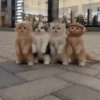 Gatos  16