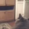 CAT 🩷 15