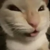 🐈‍⬛🐱🧶 GATOS | CATS 4 🧶🐱🐈‍⬛ 18